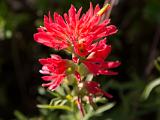 Sunol 008  Indian Paintbrush